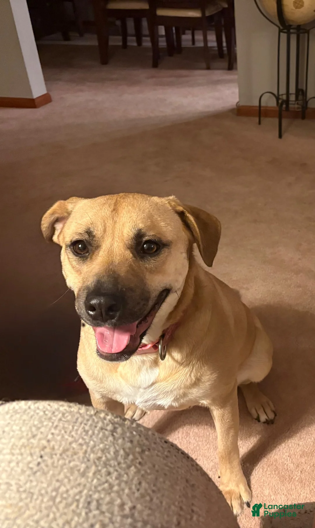 Mixed Breed dogs for sale: Panther - Ad 2
