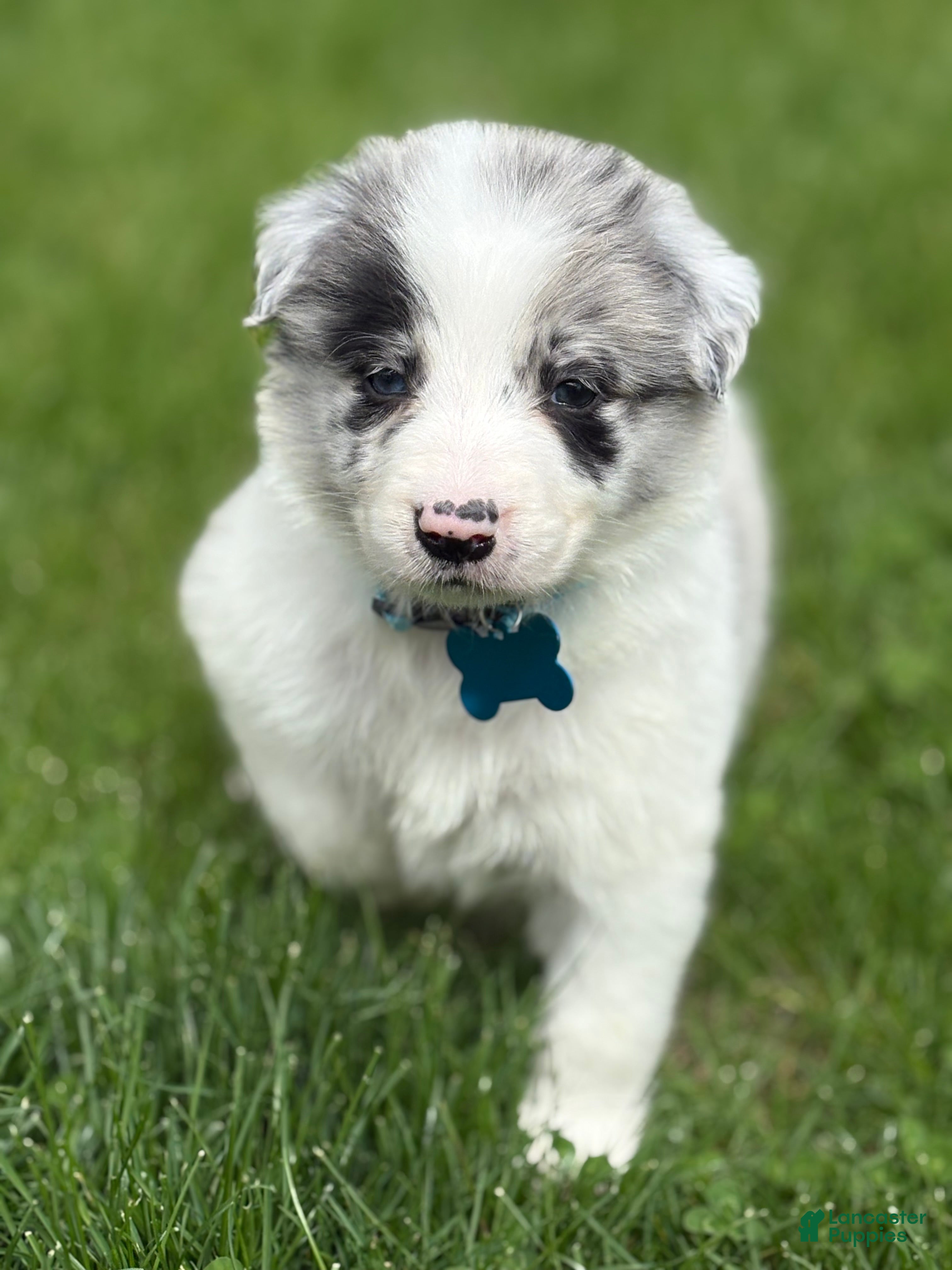 Border Collie dogs Leo - Ad 1