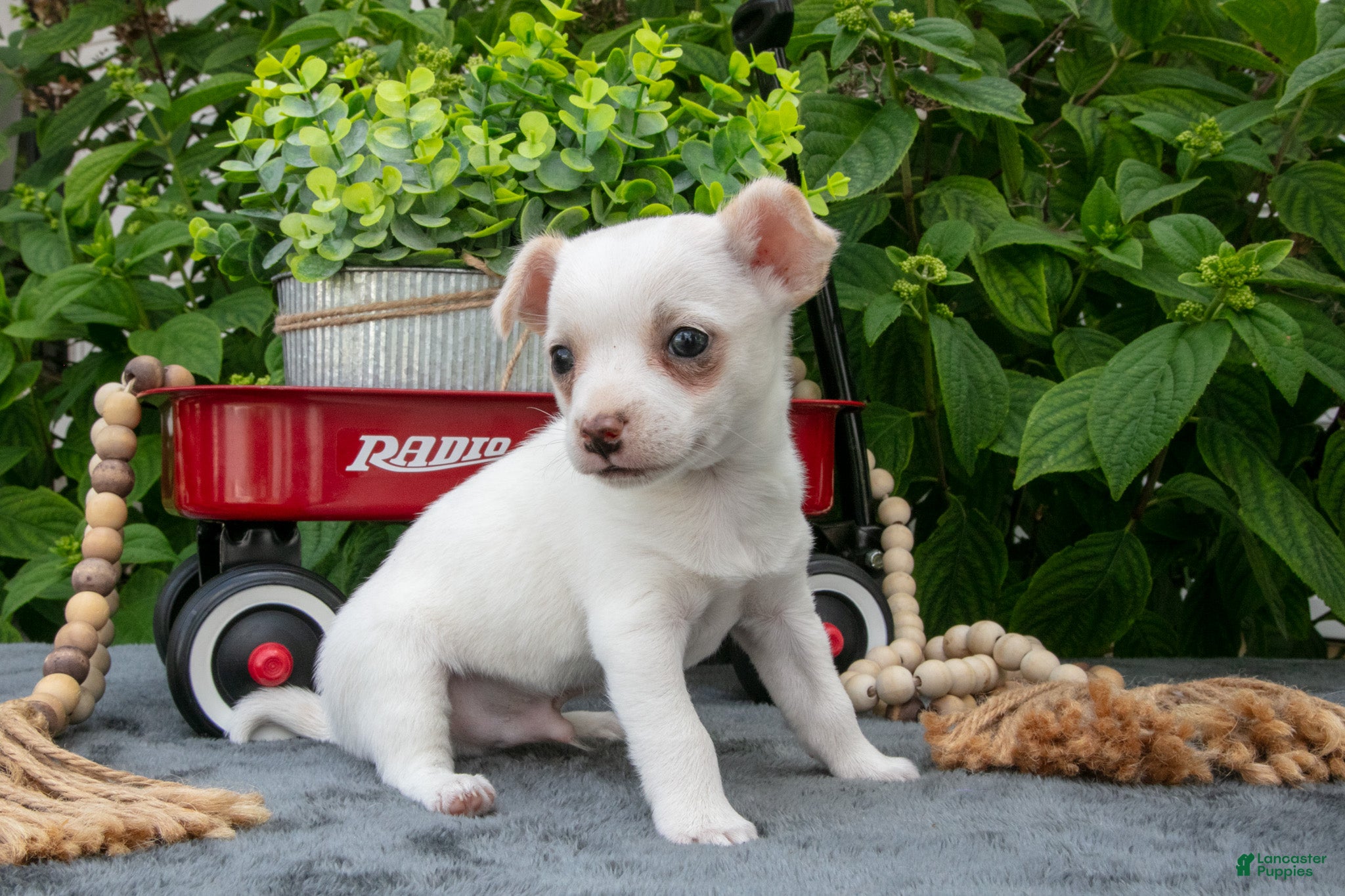 Chihuahua dogs Toffee - Ad 1