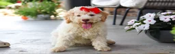 Lagotto Romagnolo dogs for sale: Kaylee - Ad 6