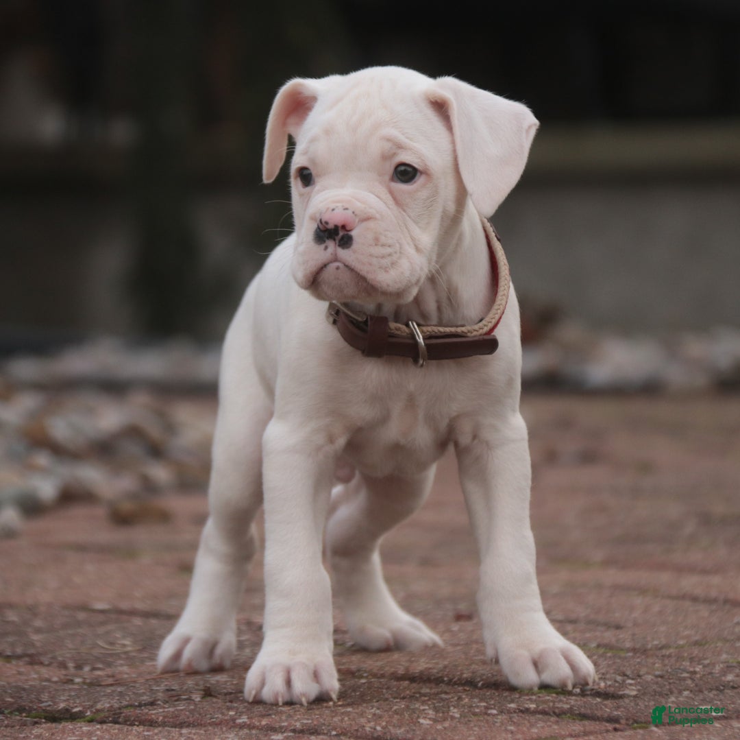 Boxer dogs for sale: Leo - Ad 4