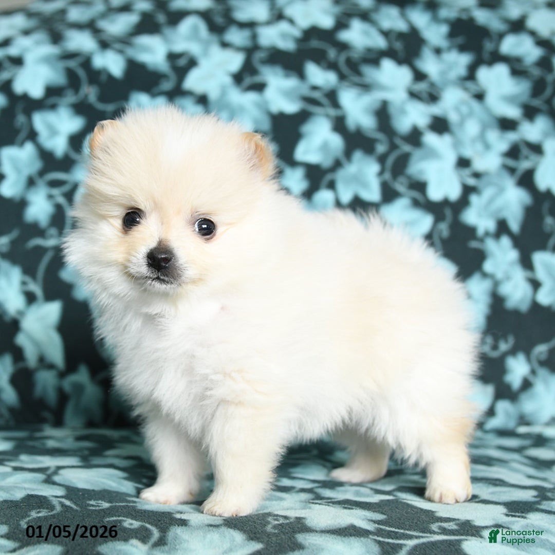 Pomeranian dogs for sale: Twinkle - Ad 4