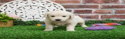 Golden Retriever dogs for sale: Viola - Ad 10