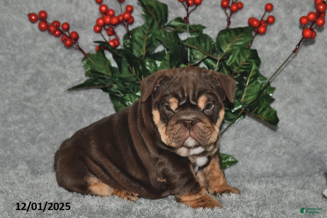 English Bulldog dogs for sale: Sandra - Ad 3