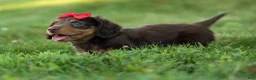 Miniature Dachshund dogs for sale: MURPHY - Ad 10