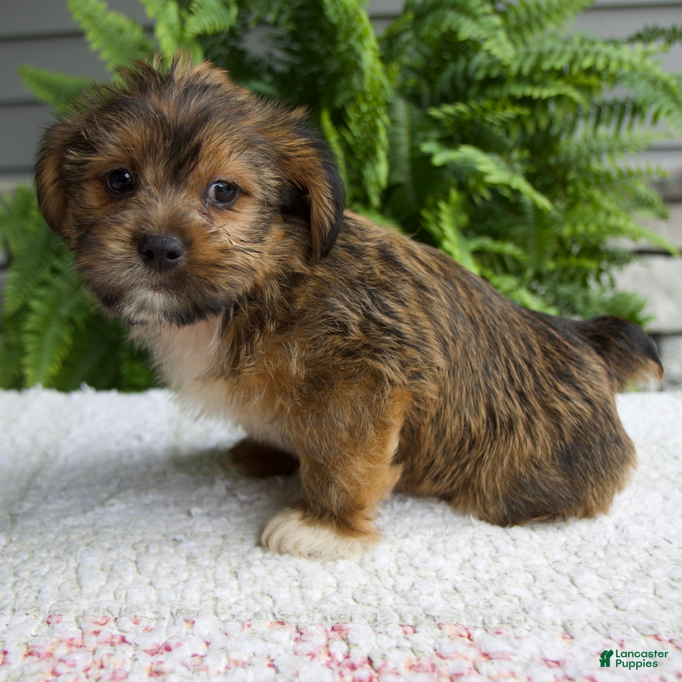 Shorkie dogs Silas - Ad 2