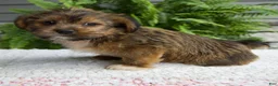 Shorkie dogs for sale: Silas - Ad 2