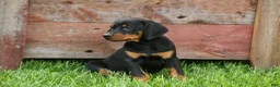 Doberman Pinscher dogs for sale:  Dax (Black Rust)🐶 - Ad 11