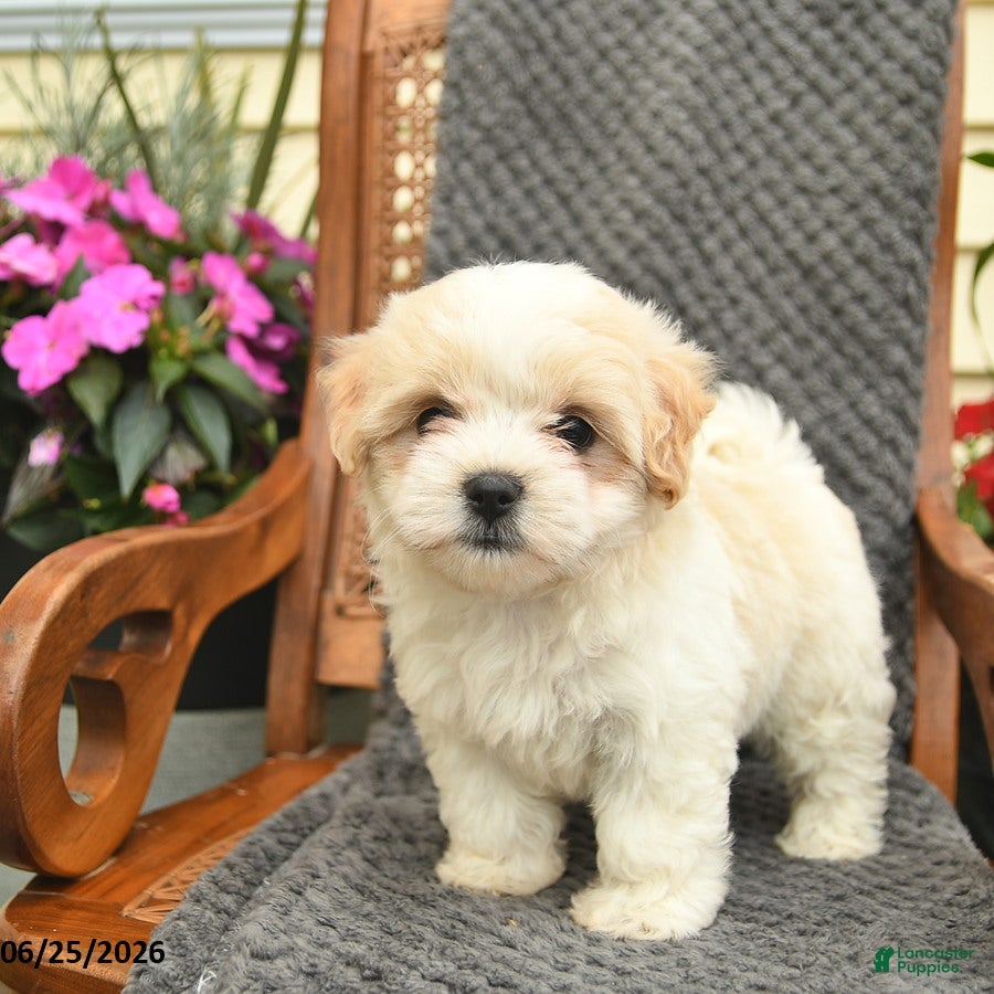 Maltipoo dogs Mindy  - Ad 2