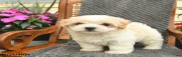 Maltipoo dogs for sale: Mindy  - Ad 2