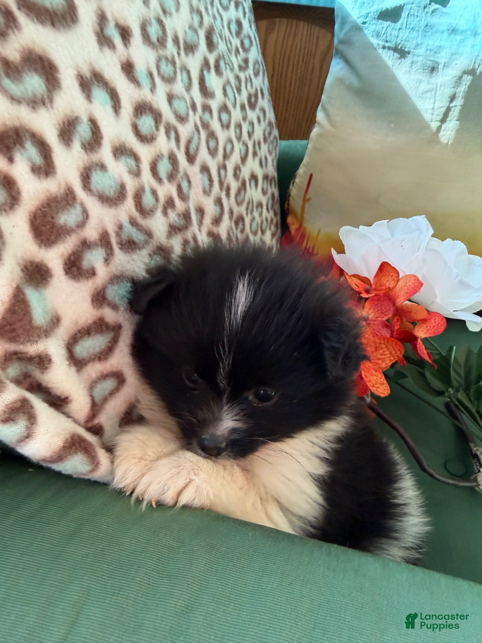 Pomeranian dogs Pomeranian Puppy 1 - Ad 2
