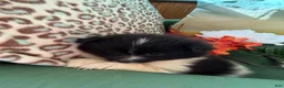 Pomeranian dogs for sale: Pomeranian Puppy 1 - Ad 2