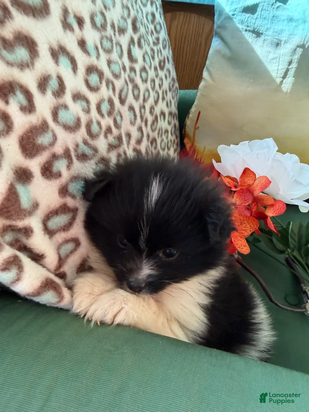 Pomeranian dogs for sale: Pomeranian Puppy 1 - Ad 2