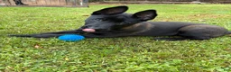 Belgian Malinois dogs for sale: Belgian Malinois 1 - Ad 3