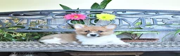 Welsh Corgi Pembroke dogs for sale: Sonja - Ad 4