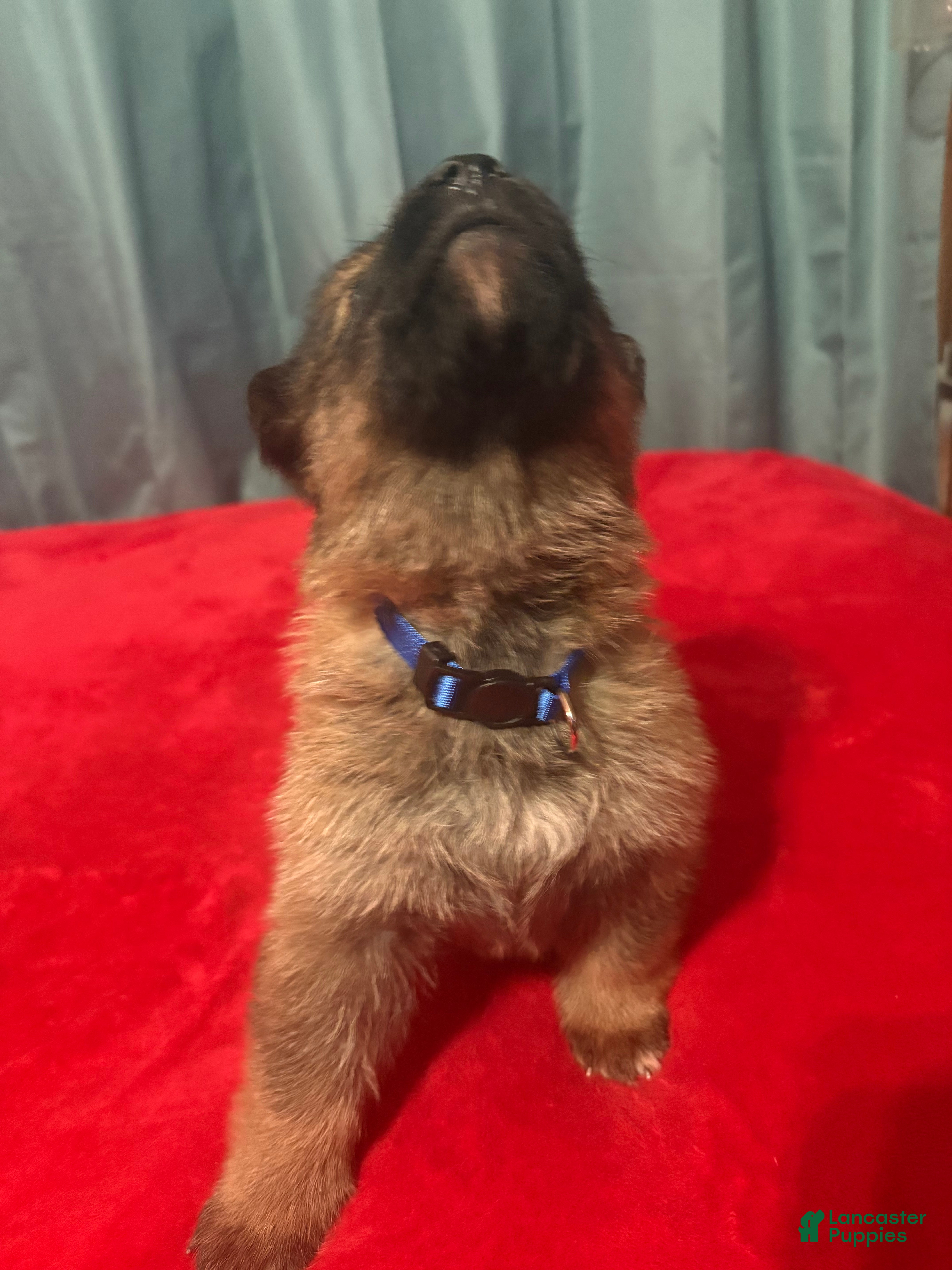 German Shepherd dogs Dot - Ad 2