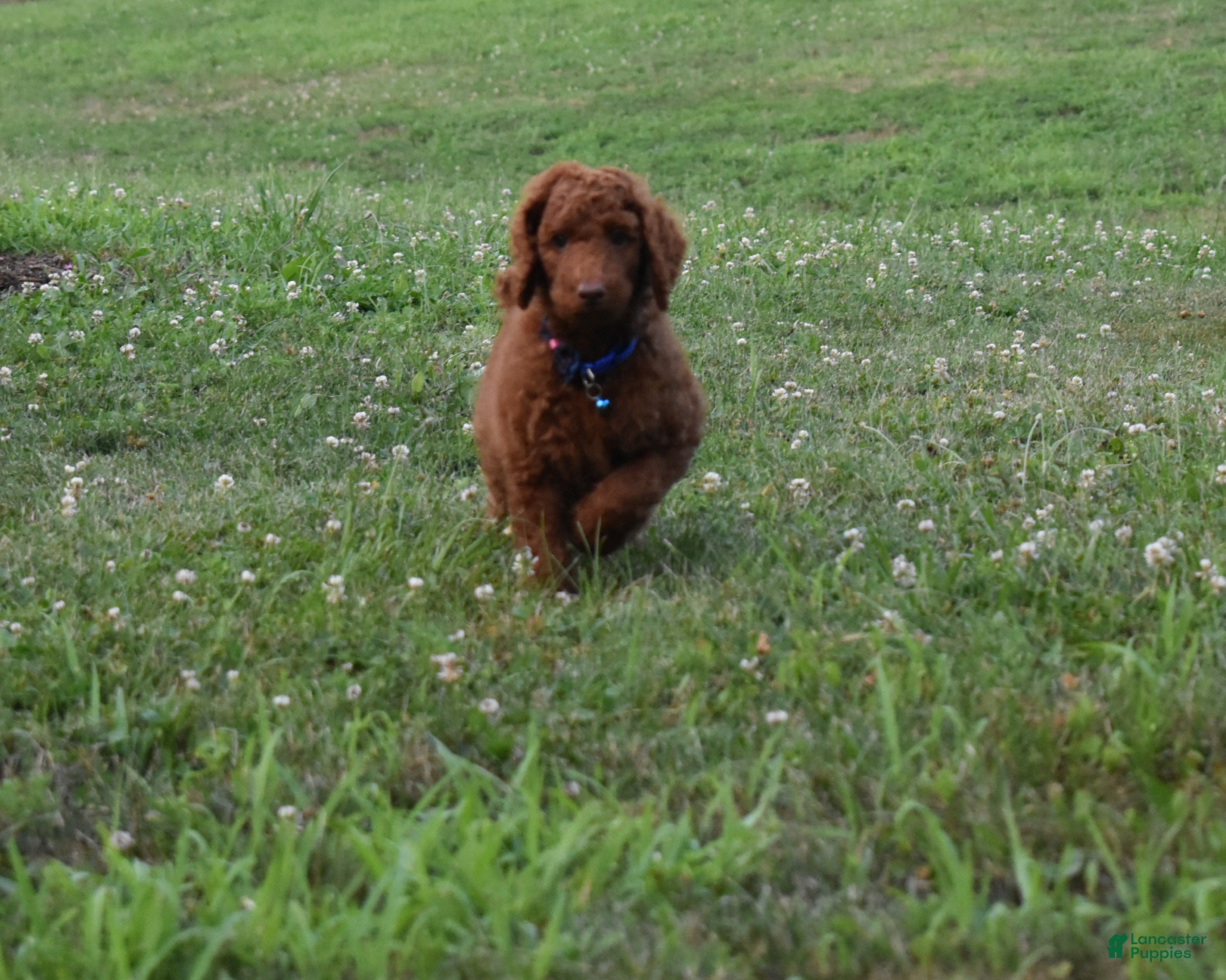 Standard Poodle dogs Cooper moyen - Ad 2