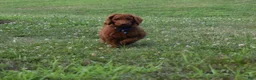 Standard Poodle dogs for sale: Cooper moyen - Ad 2