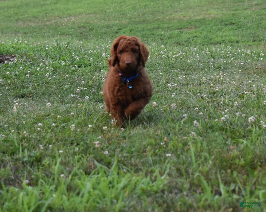 Standard Poodle dogs for sale: Cooper moyen - Ad 2