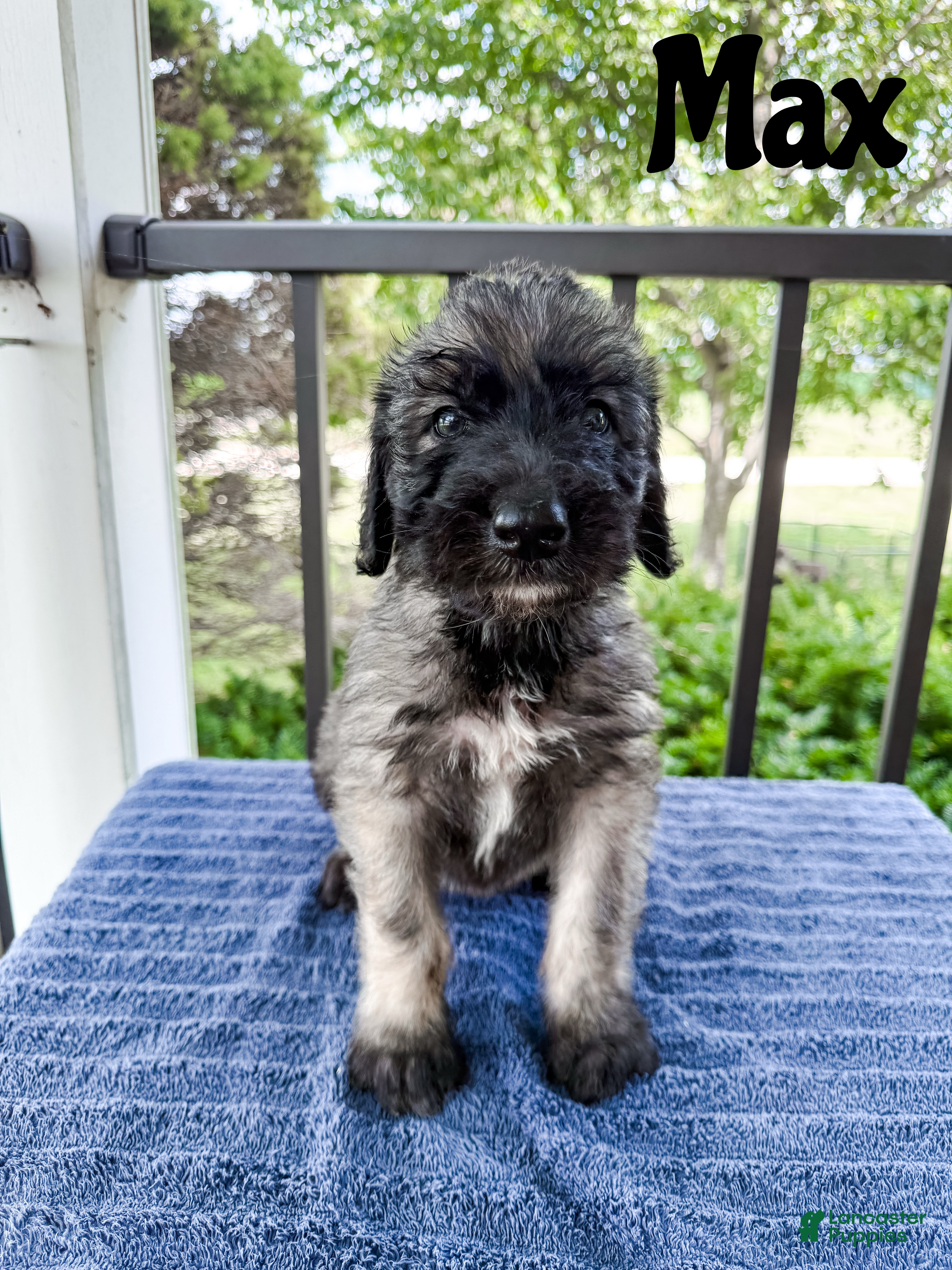 Mixed Breed dogs for sale: Max - Ad 4