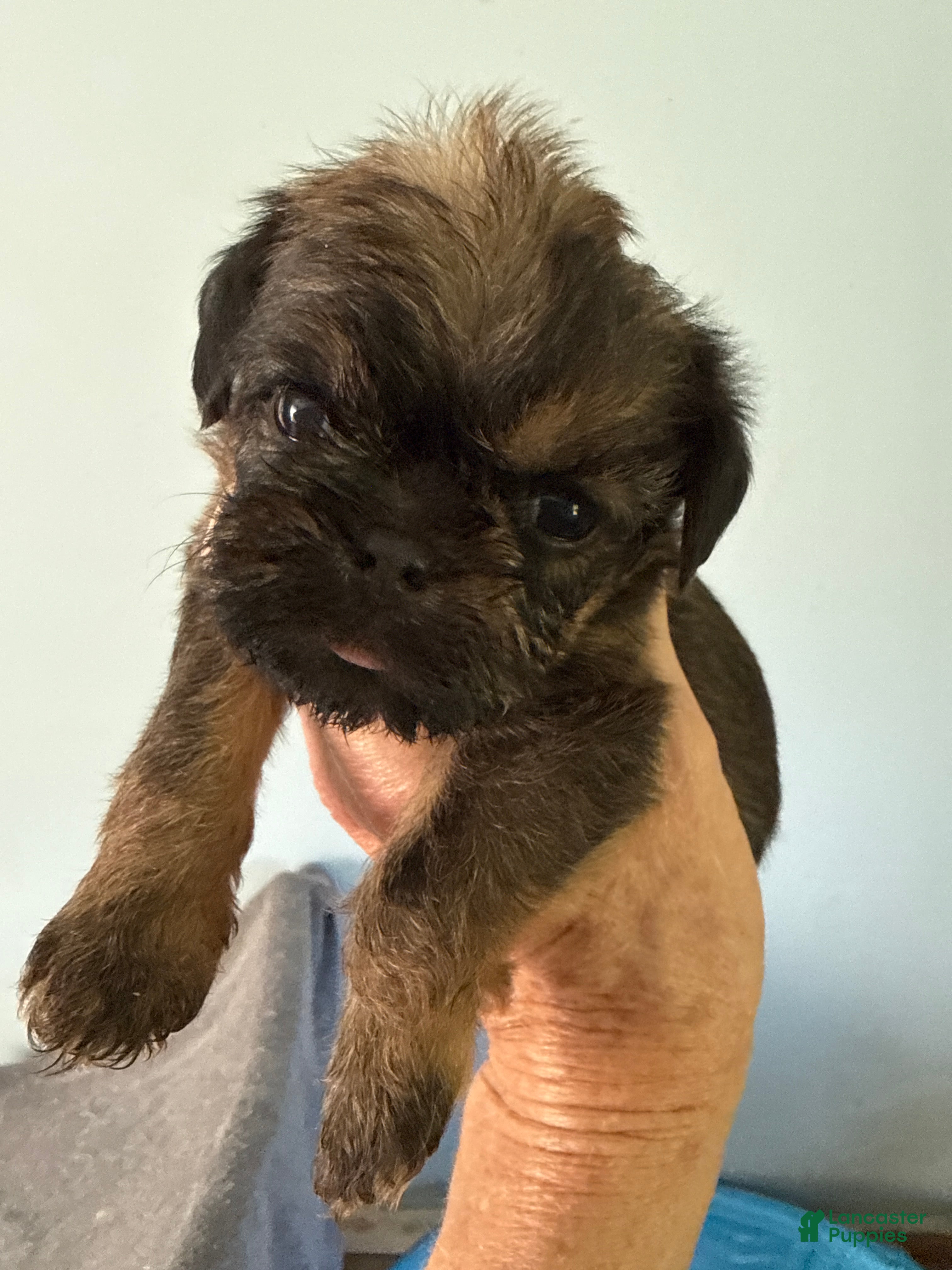 Brussels Griffon dogs for sale: Farrah - Ad 1