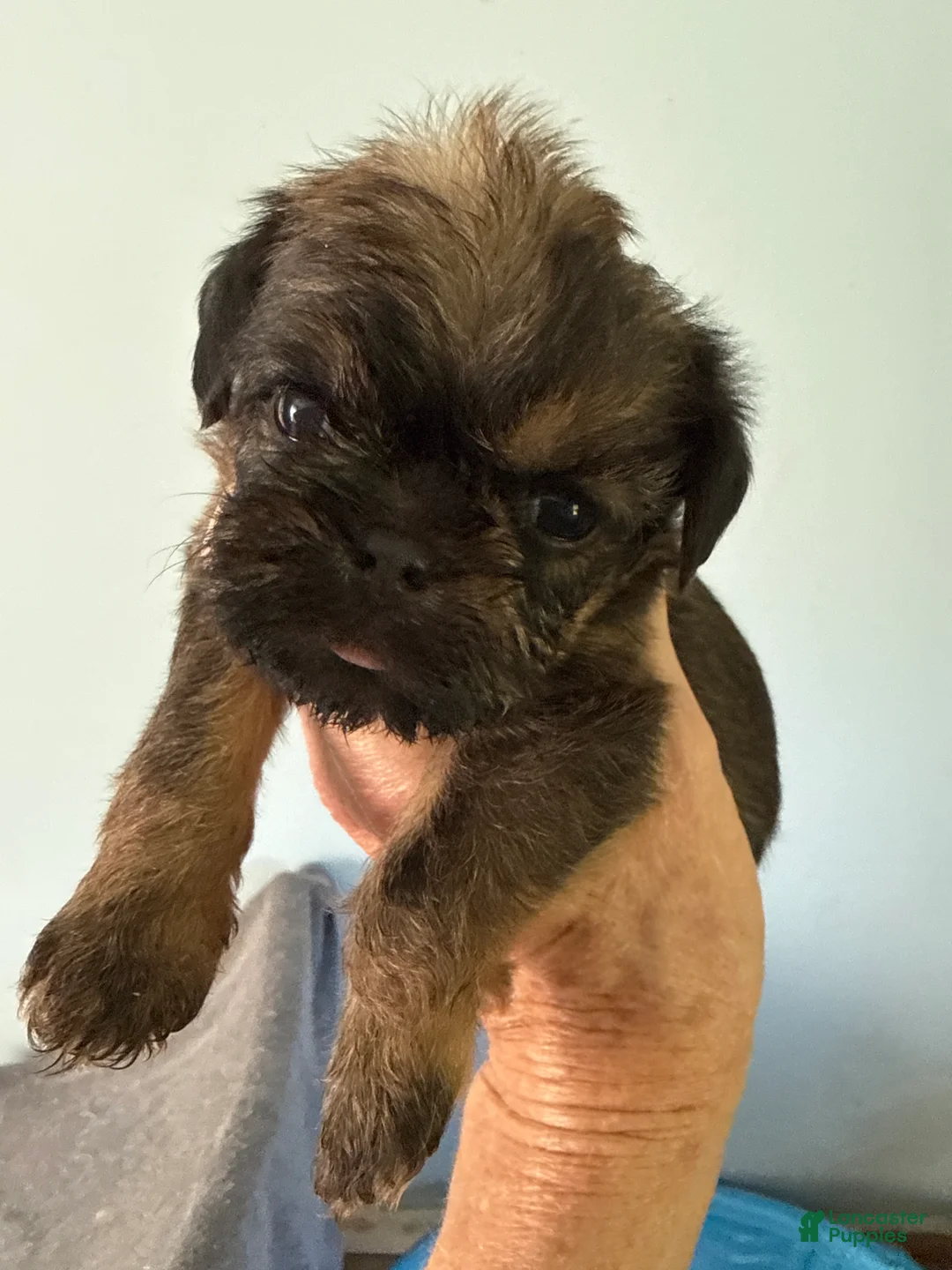Brussels Griffon dogs for sale: Farrah - Ad 1