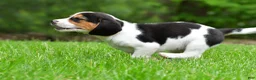 Beagle dogs for sale: Bee - Ad 11