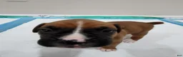 Boxer dogs for sale: BELLE - Ad 5