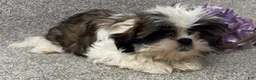 Shih Tzu dogs for sale: April - Ad 2