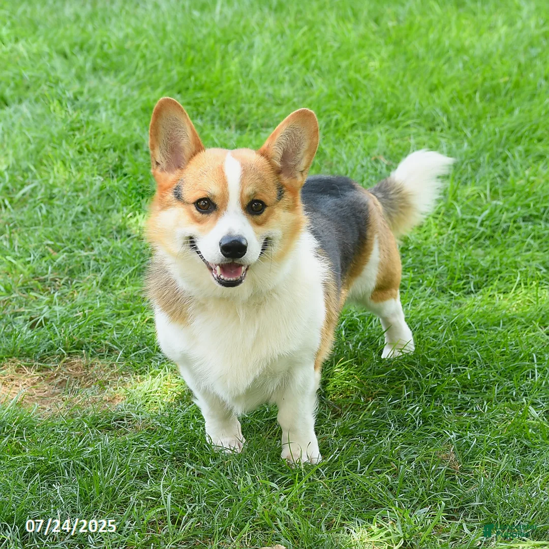 Welsh Corgi Pembroke dogs for sale: Toffee - Ad 7