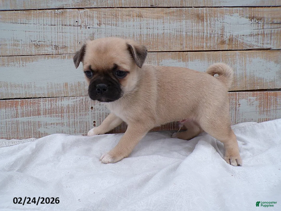 Mixed Breed dogs for sale: Zach - Ad 3