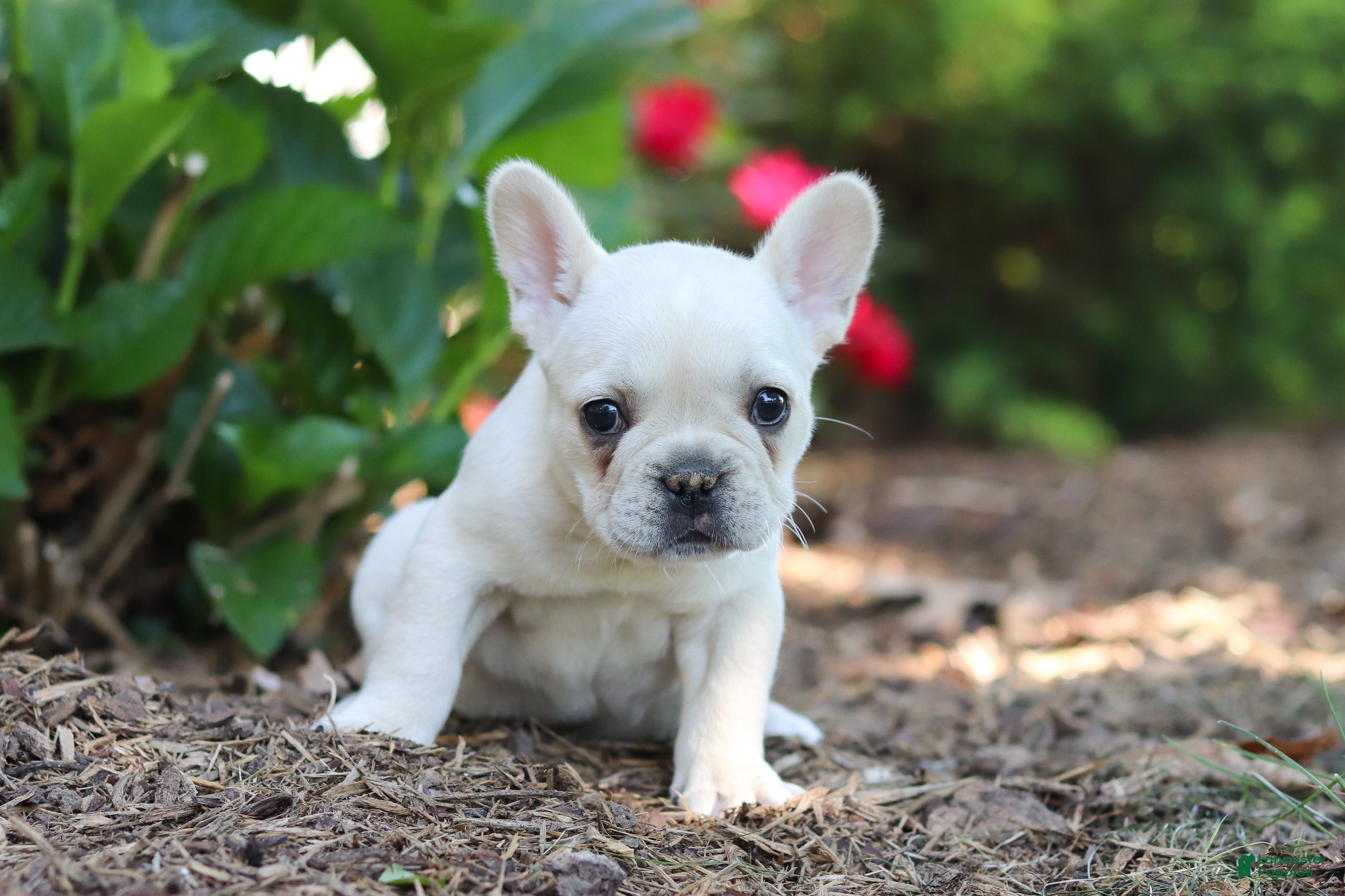 French Bulldog dogs for sale: Courtney - Ad 6