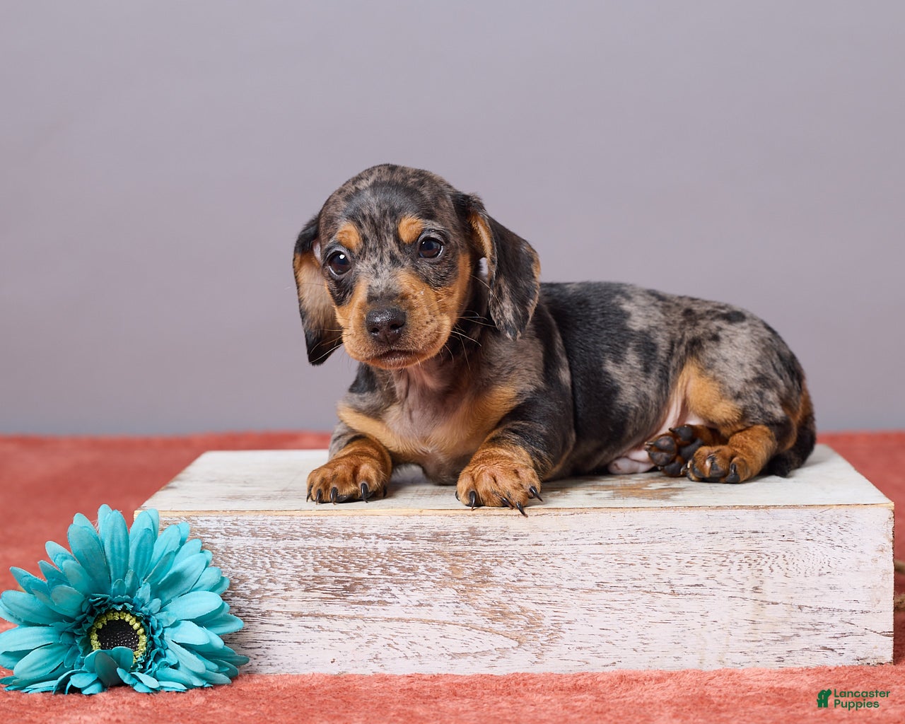 Miniature Dachshund dogs Ryan - Ad 1