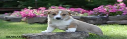 Welsh Corgi Pembroke dogs for sale: Olivia - Ad 2