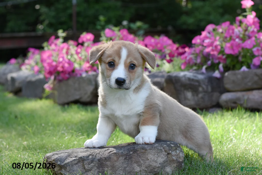 Welsh Corgi Pembroke dogs for sale: Olivia - Ad 2