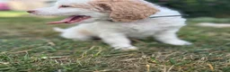 Mini Goldendoodle dogs for sale: Aphrodite - Ad 7