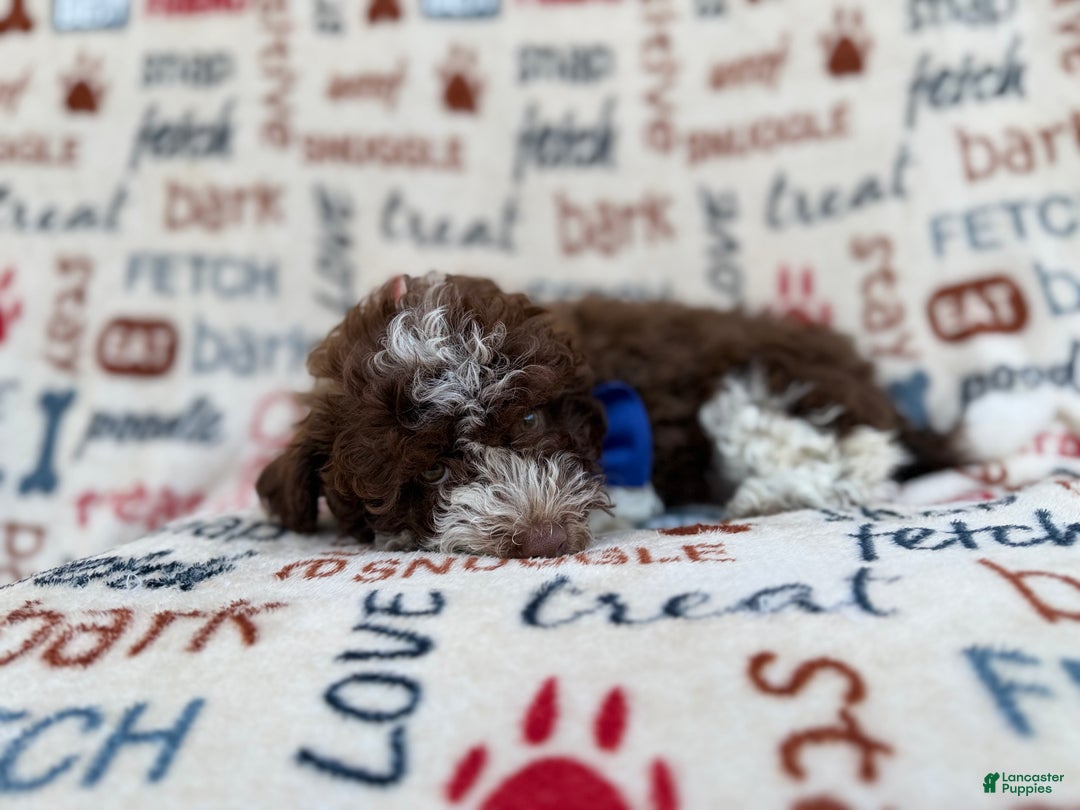 Havapoo dogs for sale: Valentino  - Ad 2