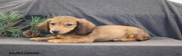 Miniature Dachshund dogs for sale: Virgil - Ad 4