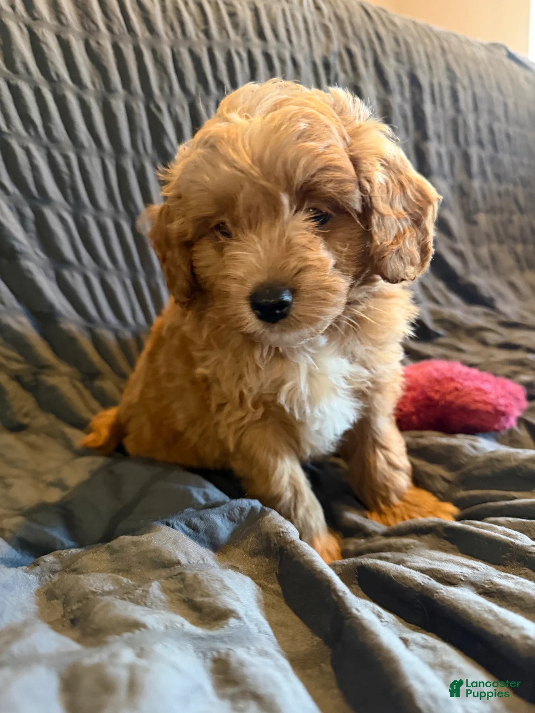 Mini Goldendoodle dogs for sale: Mini Goldendoodle Puppy 2 - Ad 7