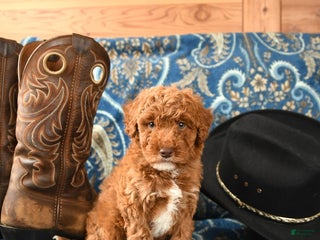 Miniature Poodle dogs - Ad 28