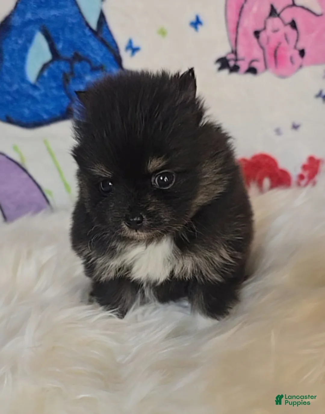 Pomeranian dogs for sale: Tia - Ad 2