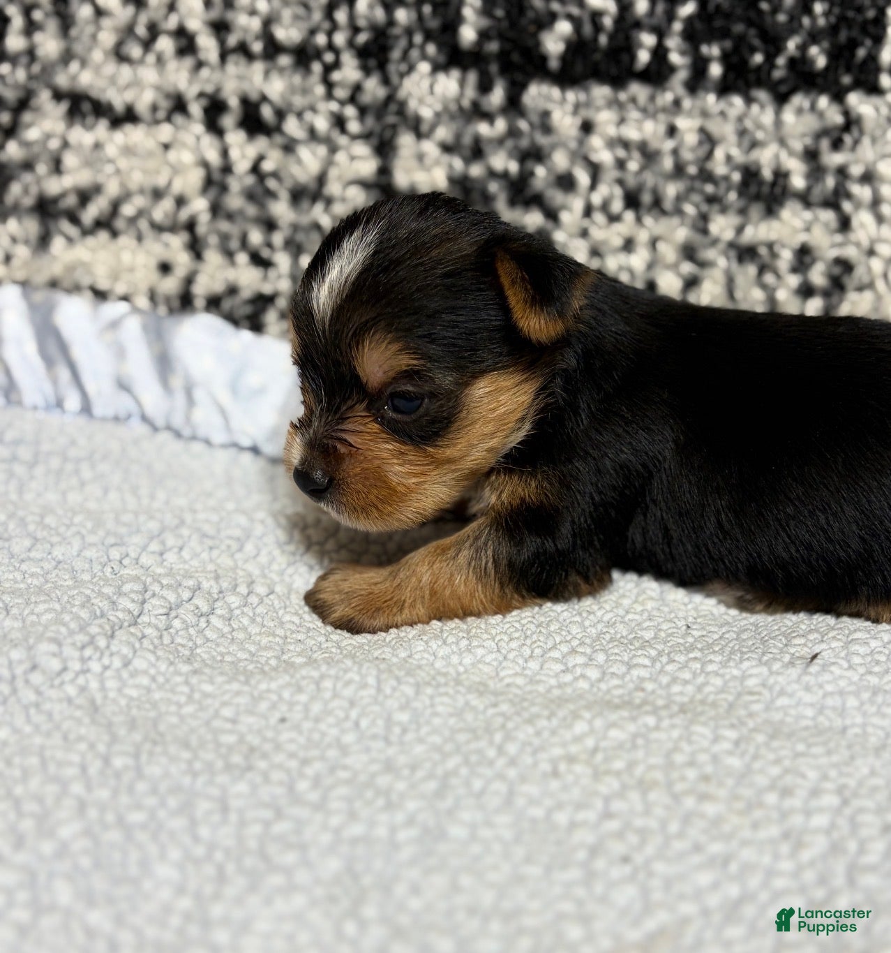 Yorkshire Terrier dogs Yorkshire Terrier 1 - Ad 2