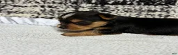 Yorkshire Terrier dogs for sale: Yorkshire Terrier 1 - Ad 2