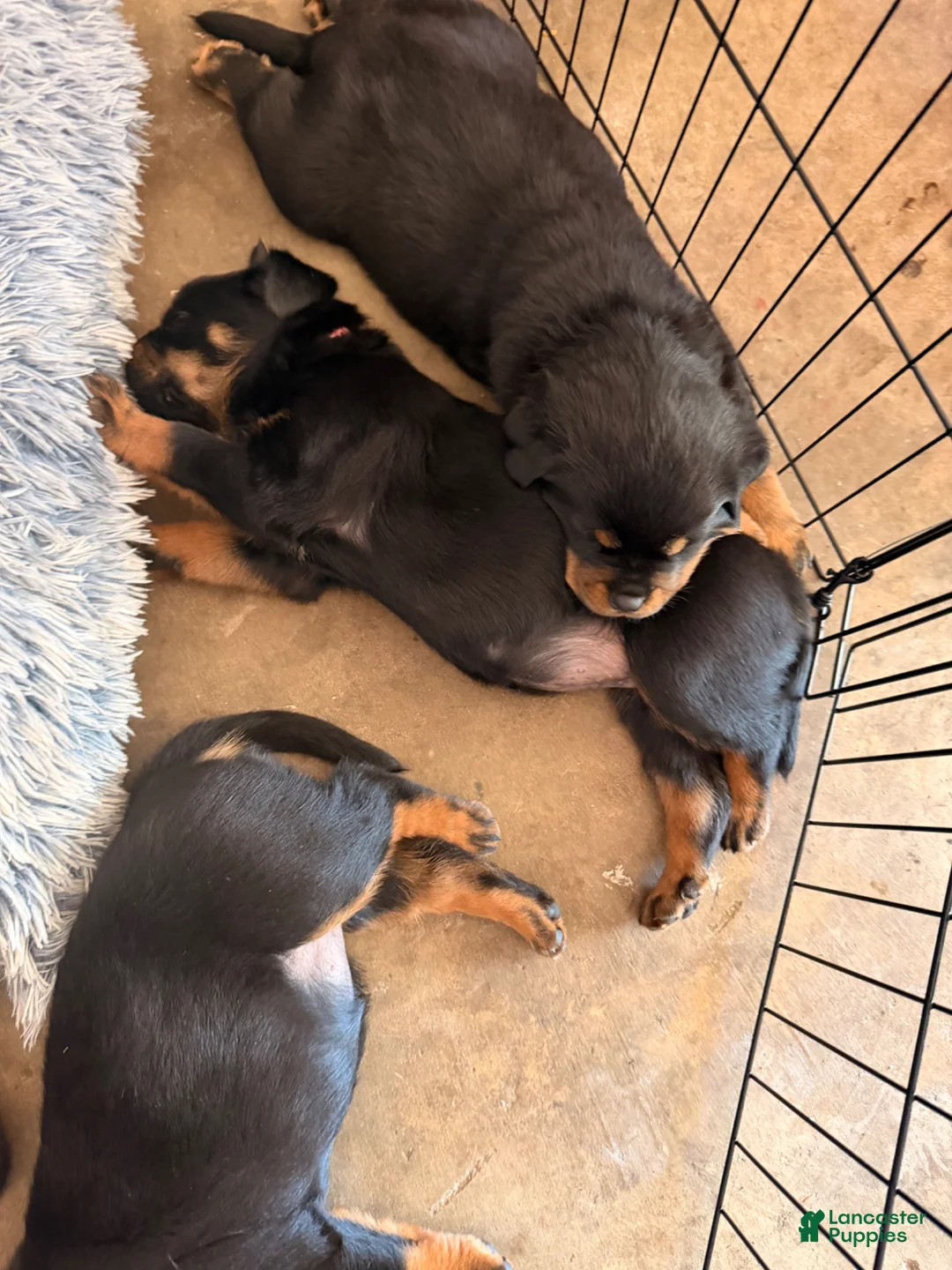 Rottweiler dogs for sale: Rottweiler Puppy 4 - Ad 1