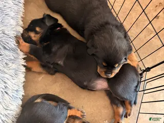 Rottweiler dogs Rottweiler Puppy 4 - Ad 4