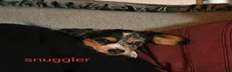 Miniature Dachshund dogs for sale:  LIL' PEPPERJACK - Ad 6