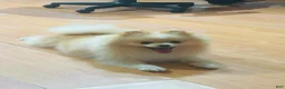 Pomeranian dogs for sale: Pomeranian 1 - Ad 7