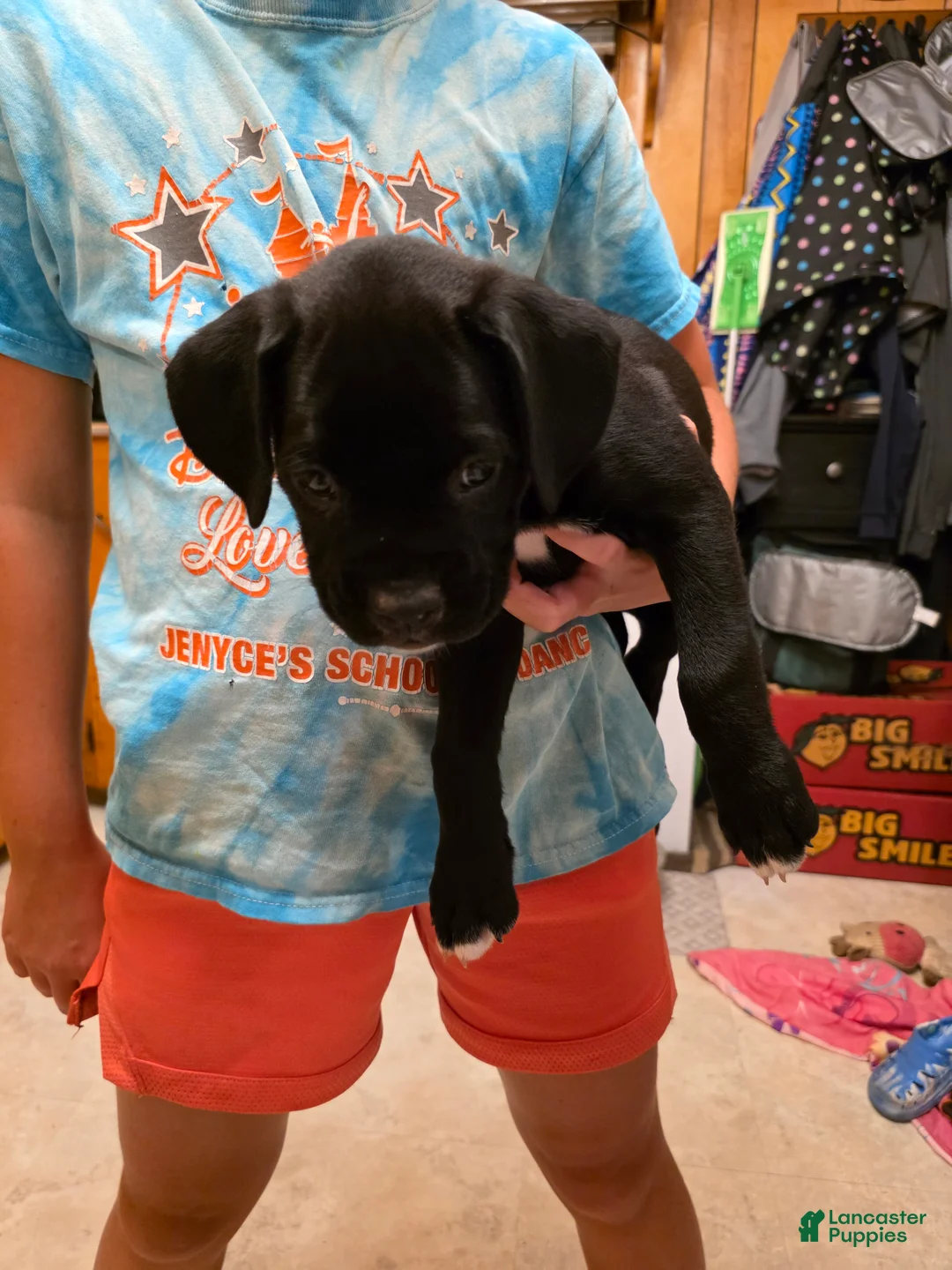Boxer dogs for sale: Kodiak - Ad 2