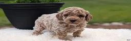 Miniature Poodle dogs for sale: Rascal - Ad 7