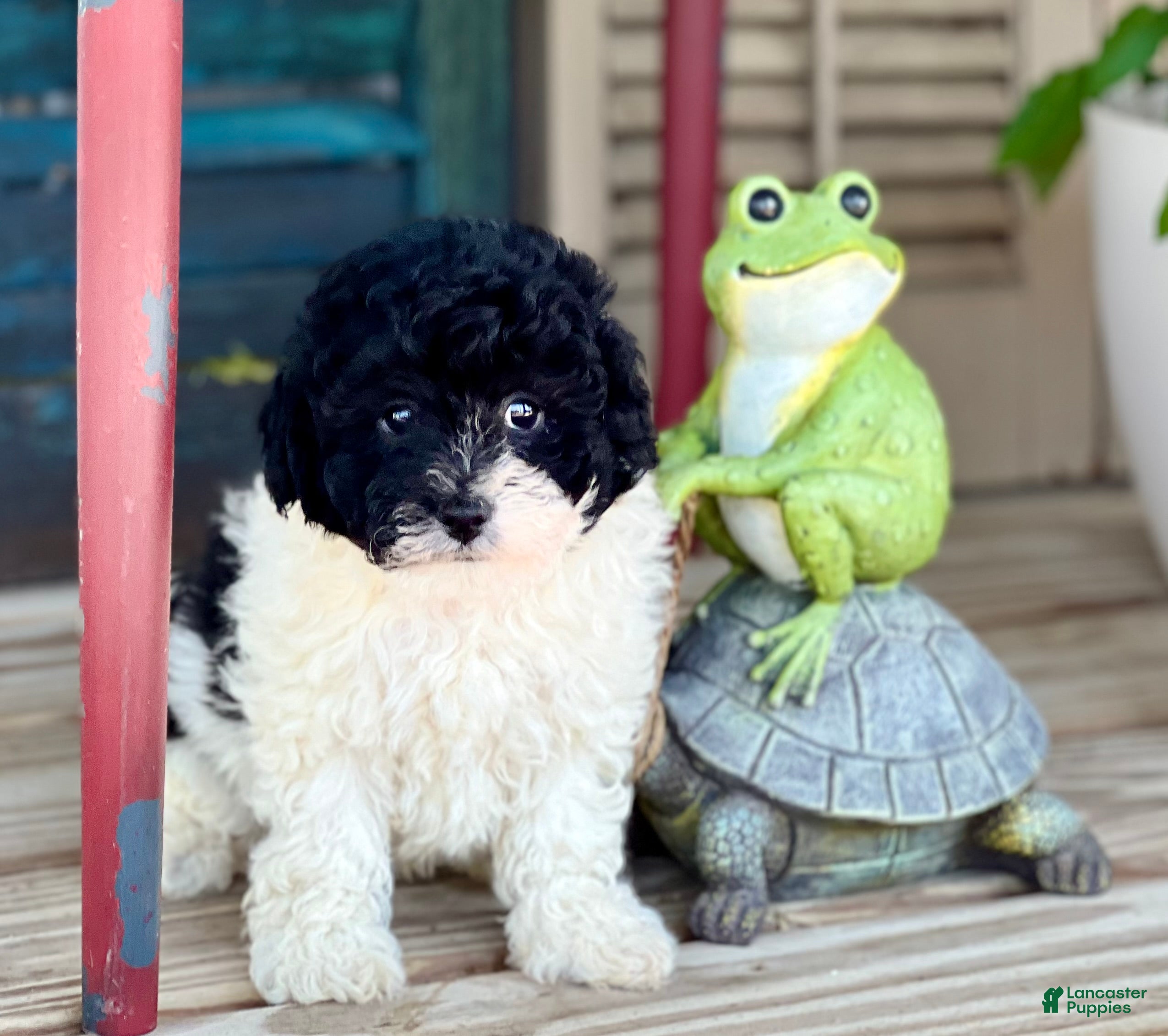 Havapoo dogs Freddy - Ad 2